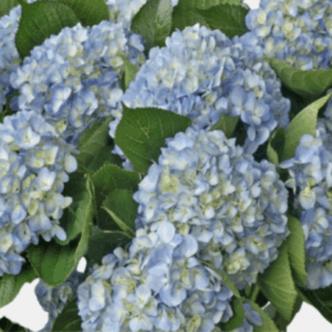 Hydrangea Blue - Select
